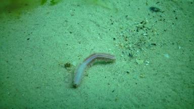 死海蠕虫死冻结缺乏氧气水环境灾难海黑色的海